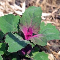 Tree Spinach Magenta Spreen (Chenopodium giganteum) organic seeds