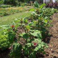 Tree Spinach Magenta Spreen (Chenopodium giganteum) organic seeds