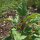 Tree Spinach Magenta Spreen (Chenopodium giganteum) organic seeds