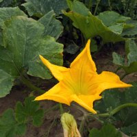 Pumpkin Lunga di Napoli (Cucurbita moschata) organic seeds