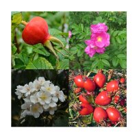 Fragrant Wild Roses - Seed kit