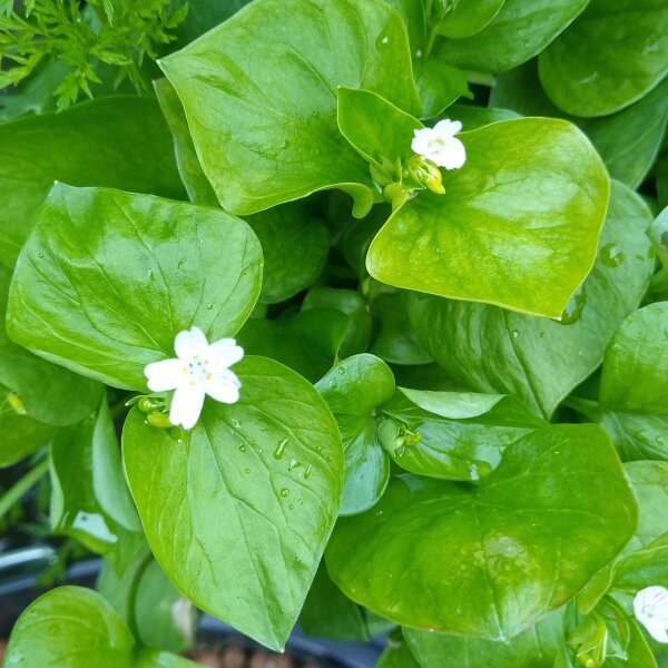 Pink Purslane (Montia sibirica) seeds