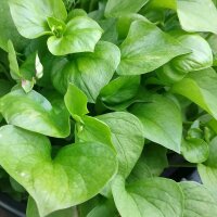 Pink Purslane (Montia sibirica) seeds