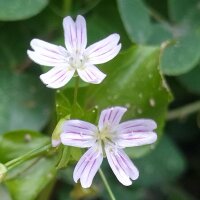 Pink Purslane (Montia sibirica) seeds