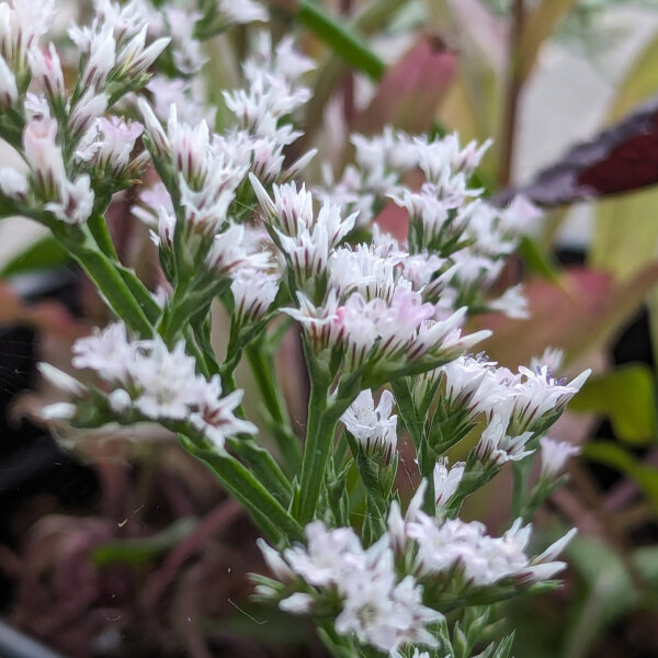 German Statice (Limonium tataricum) seeds