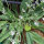 German Statice (Limonium tataricum) seeds