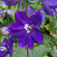 Garden Larkspur Magic Fountains-Dark Blue Dark Bee...