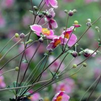Japanese Anemone (Anemone hupehensis var. japonica) seeds