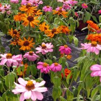 Youth-And-Age / Common Zinnia Dahlia Flowered-Mix (Zinnia...