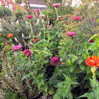 Youth-And-Age / Common Zinnia Dahlia Flowered-Mix (Zinnia...