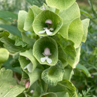 Bells of Ireland (Moluccella laevis) seeds