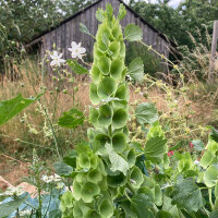 Bells of Ireland (Moluccella laevis) seeds