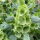 Bells of Ireland (Moluccella laevis) seeds