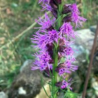 Gayfeather / Blazing Star (Liatris spicata) seeds