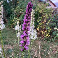 Gayfeather / Blazing Star (Liatris spicata) seeds