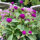 Globe Amaranth / Bachelors Button (Gomphrena globosa) seeds