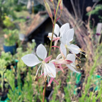 White Gaura (Gaura lindheimeri) seeds