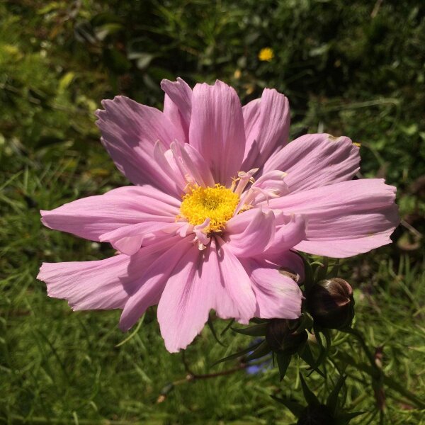 Cosmos Pink (Cosmos bipinnatus) seeds