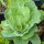 May Savoy Cabbage Bloemendaalse Gele (Brassica oleracea convar. capitata var. sabauda L.) organic seeds