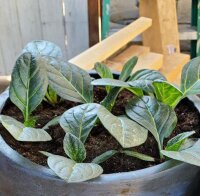 Turkmenian Mandrake (Mandragora turcomanica) seeds