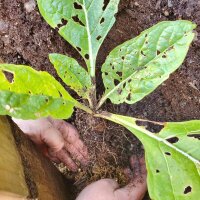 Turkmenian Mandrake (Mandragora turcomanica) seeds