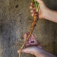 Turkmenian Mandrake (Mandragora turcomanica) seeds