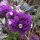 Sea Lavender  Pastel Mix (Limonium sinuatum) seeds