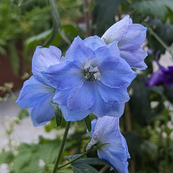 Garden Larkspur Magic Fountains-Sky Blue, White Bee (Delphinium cultorum) seeds