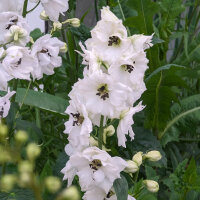 Garden Larkspur Magic Fountains-White, Dark Bee...