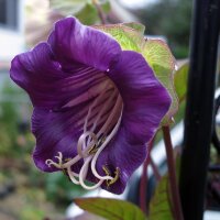 Cup and Saucer Vine (Cobaea scandens) seeds