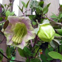 Cup and Saucer Vine (Cobaea scandens) seeds