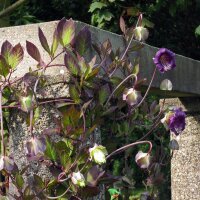 Cup and Saucer Vine (Cobaea scandens) seeds