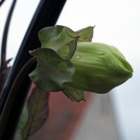 Cup and Saucer Vine (Cobaea scandens) seeds