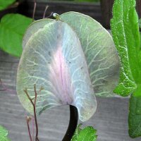 Cup and Saucer Vine (Cobaea scandens) seeds