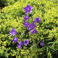 Peach-Leaved Bellflower Caerulea (Campanula persicifolia) seeds