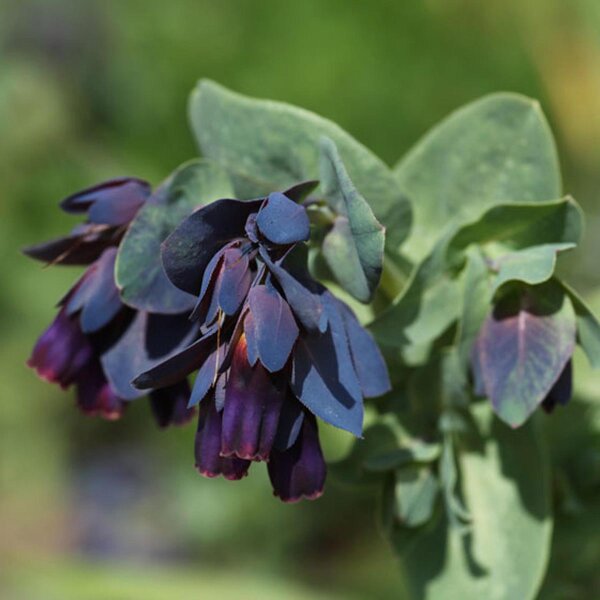 Honeywort Purpurascens (Cerinthe major) seeds