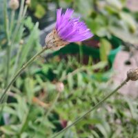 Blue-Flowered Cupids Dart (Catananche caerulea) seeds