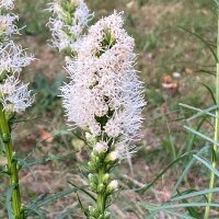 Button Snakewort (Liatris spicata) seeds