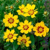 Lance-leaved Coreopsis Sterntaler (Coreopsis lanceolata) seeds