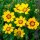 Lance-leaved Coreopsis Sterntaler (Coreopsis lanceolata) seeds