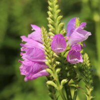 Obedient Plant Rosea (Physostegia virginiana) seeds