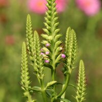 Obedient Plant Rosea (Physostegia virginiana) seeds