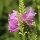 Obedient Plant Rosea (Physostegia virginiana) seeds