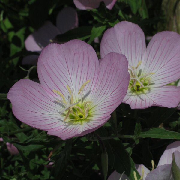 White Evening Primrose (Oenothera speciosa) seeds