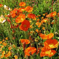 Icelandic Poppy (Papaver nudicaule) seeds