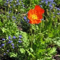 Icelandic Poppy (Papaver nudicaule) seeds