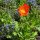 Icelandic Poppy (Papaver nudicaule) seeds