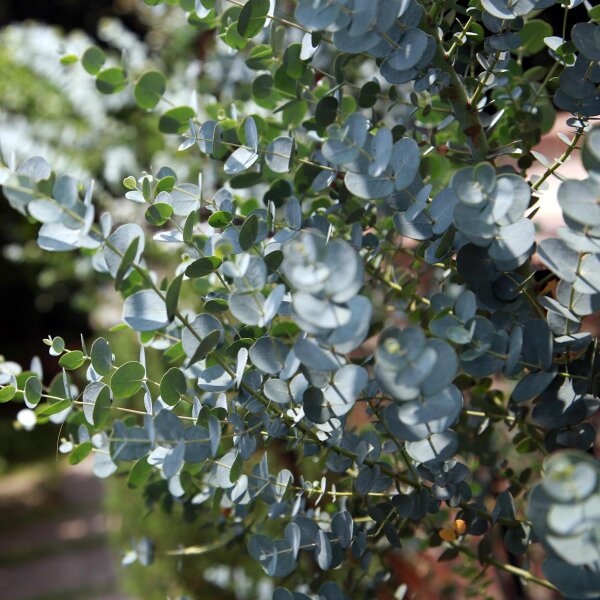 Cider Gum (Eucalyptus gunnii) seeds