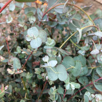 Cider Gum (Eucalyptus gunnii) seeds