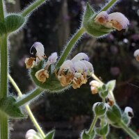 Silver sage Artemis (Salvia argentea)